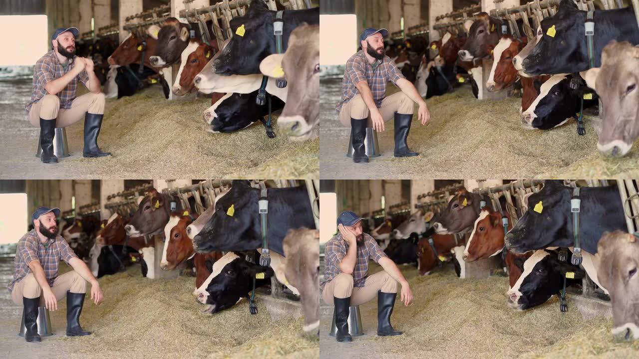 4k视频强调年轻的男性农民站在大牛棚饲养场的奶牛附近，思考财务挑战和破产