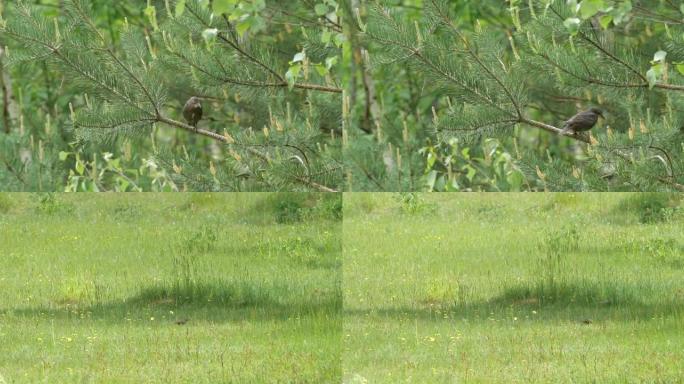 普通八哥或欧洲八哥 (Sturnus vulgaris) 在春季觅食，白俄罗斯