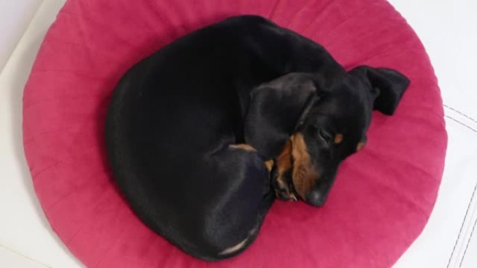 大耳朵的黑色和棕色腊肠犬小狗睡在白色扶手椅上的粉色枕头上，在明亮的灯光下关闭