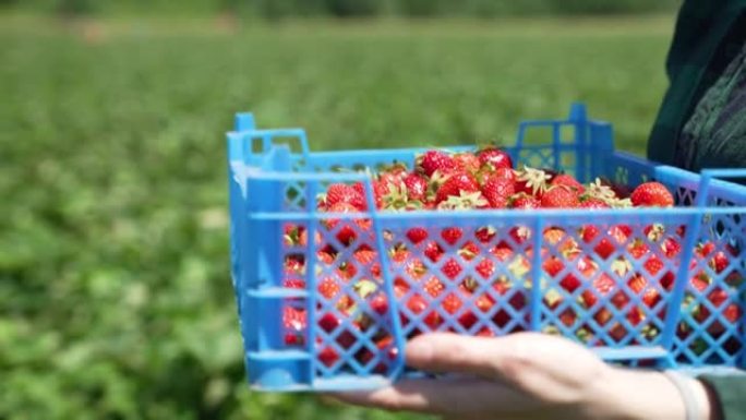 农夫姑娘提着一整盒草莓