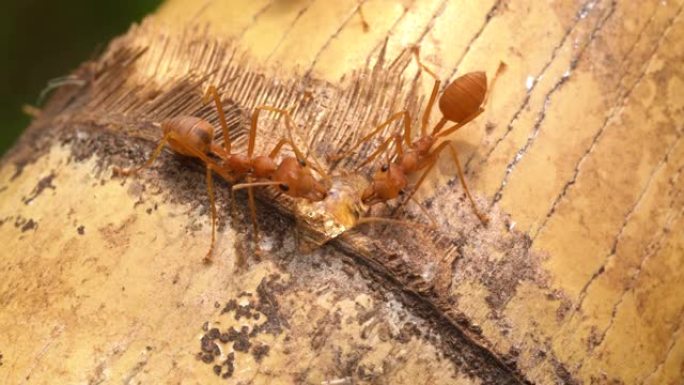 蚂蚁特写野生生态系统泰国蚂蚁虫类动物世界
