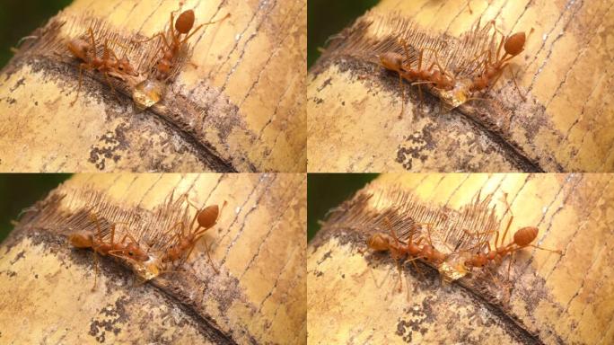 蚂蚁特写野生生态系统泰国蚂蚁虫类动物世界