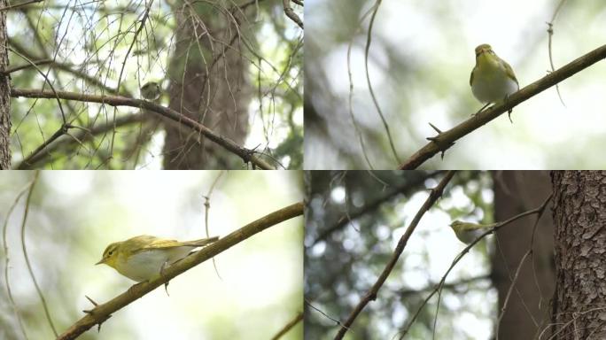 林莺 (Phylloscopus sibilatrix) 在森林里唱歌的鸟