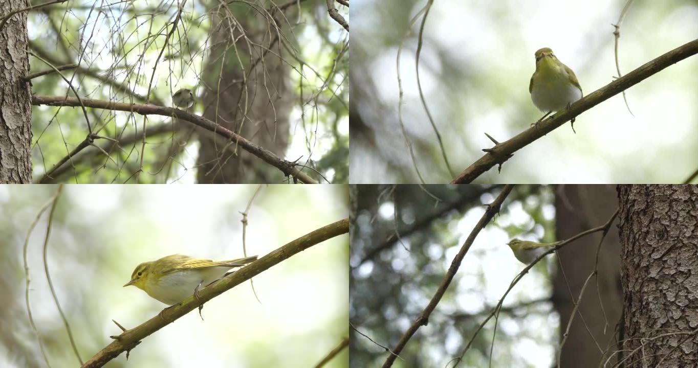 林莺 (Phylloscopus sibilatrix) 在森林里唱歌的鸟