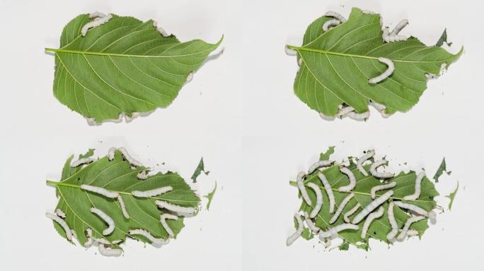 许多成熟蚕的4k延时镜头在白色背景上吃新鲜的桑叶。