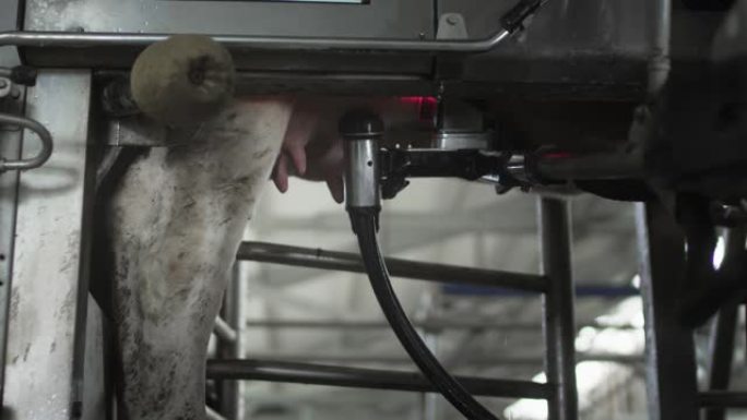 红色激光扫描奶牛的乳房以抽出或吸出牛奶。挤奶的自动机器机器人