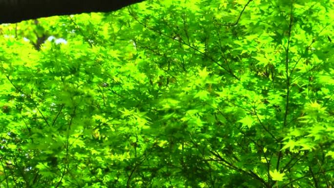 阳光透过绿叶的树枝