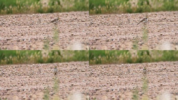 角百灵鸟在土路上觅食