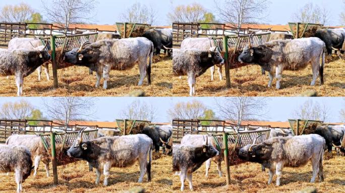 匈牙利灰牛奶牛在晴天吃干草。