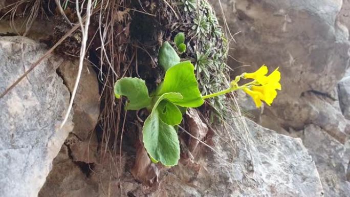 报春花生长在高山