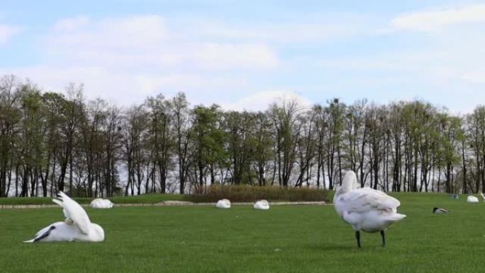 美丽的白天鹅坐在夏日公园草坪的绿草地上。白色羽毛的大型水禽看着草地。在美丽的风景中长着长脖子的野生天