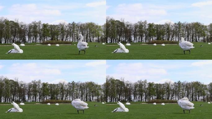 美丽的白天鹅坐在夏日公园草坪的绿草地上。白色羽毛的大型水禽看着草地。在美丽的风景中长着长脖子的野生天