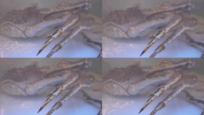阿拉斯加帝王蟹在水中，特写。