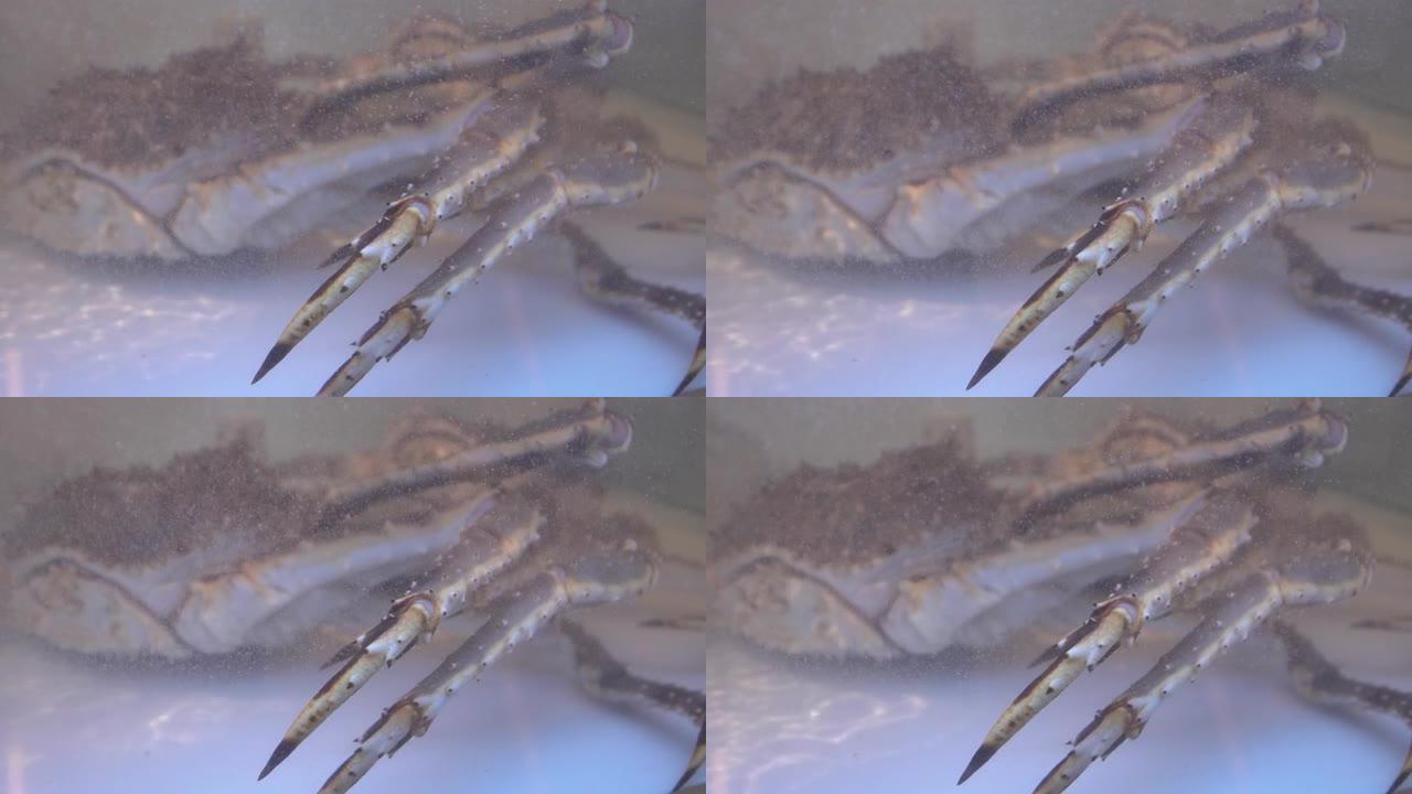 阿拉斯加帝王蟹在水中，特写。