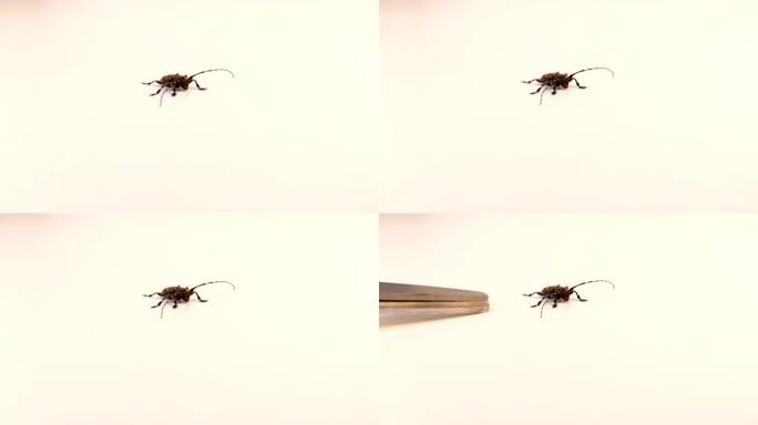 刺五加特写。白色背景上的barbel甲虫。