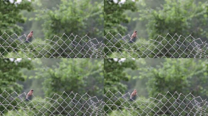 一只小麻雀坐在网状栅栏上，发推文。
