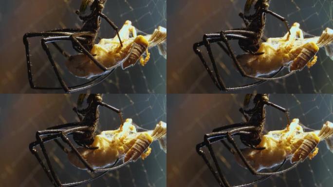 一只金丝球织布蜘蛛的特写