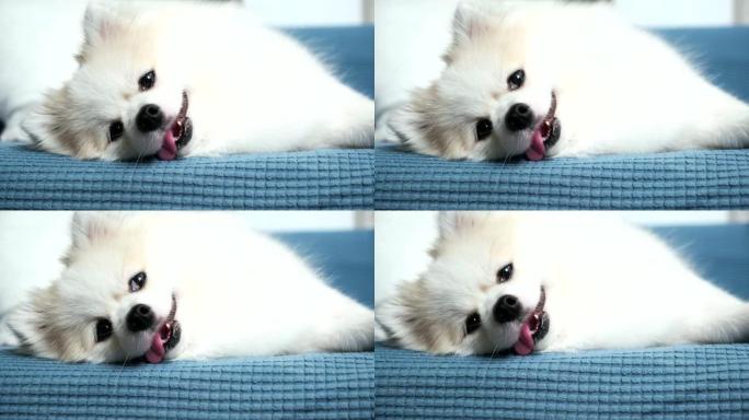 昏昏欲睡的白色毛皮小狗博美拉尼亚秀托尼克放松快乐沙发沙发客厅