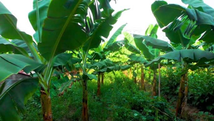 香蕉plantaion，微风轻拂，产生运动