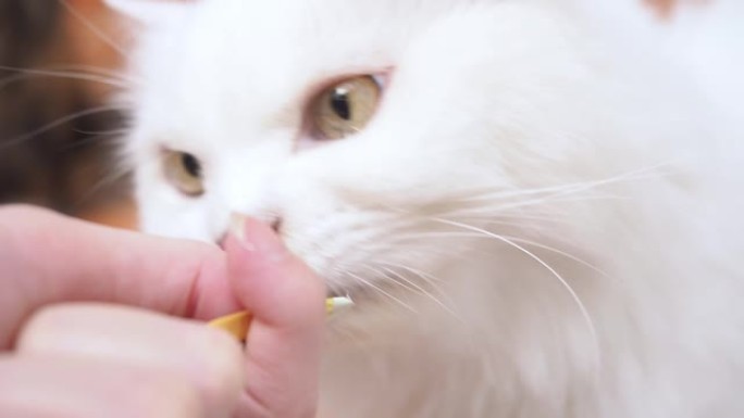 特写白色波斯猫在猫房里吃零食。
