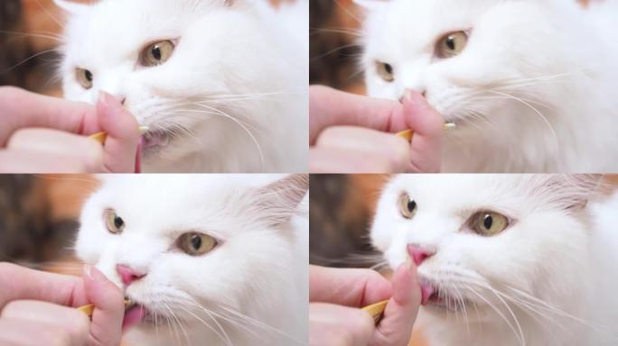 特写白色波斯猫在猫房里吃零食。