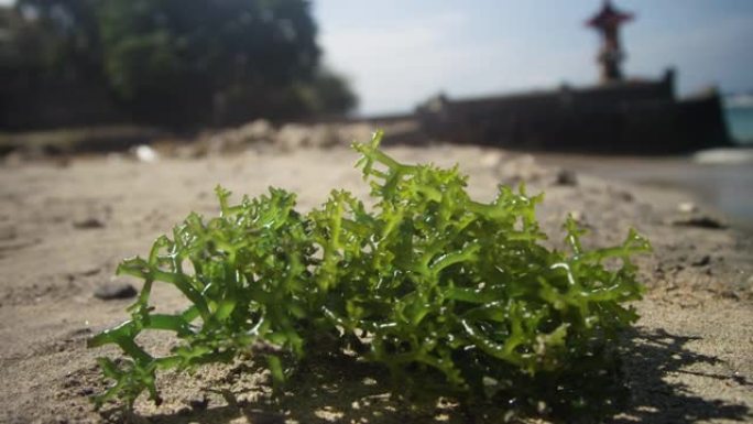 收获后在印度尼西亚海滩上关闭新鲜的有机养殖海藻