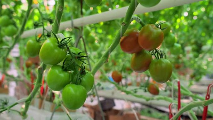 挂在温室树枝上的新鲜西红柿。绿色和红色的西红柿成熟。工业蔬菜生产。番茄收获。现代农业。农业综合企业。