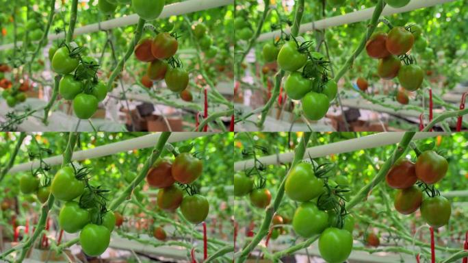 挂在温室树枝上的新鲜西红柿。绿色和红色的西红柿成熟。工业蔬菜生产。番茄收获。现代农业。农业综合企业。
