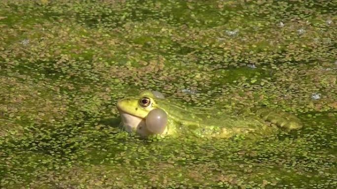 青蛙在被浮萍，Pelophylax esculentus或Teichfrosch覆盖的水中嘶哑