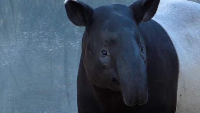 tapir头的特写