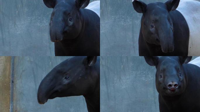 tapir头的特写