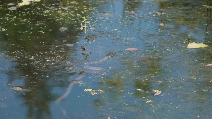 水蛇游过沼泽灌木丛和藻类的河流