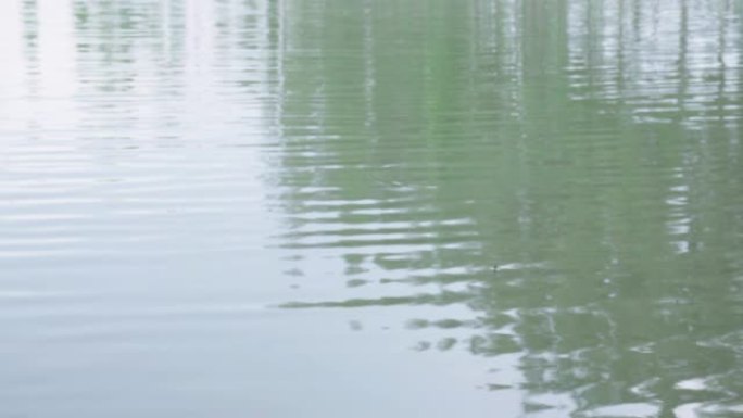 雨后波纹表面的波浪和水坑上的反射