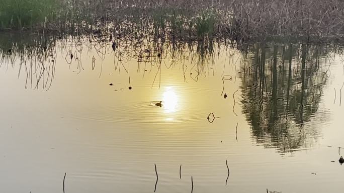 东湖的小野鸭