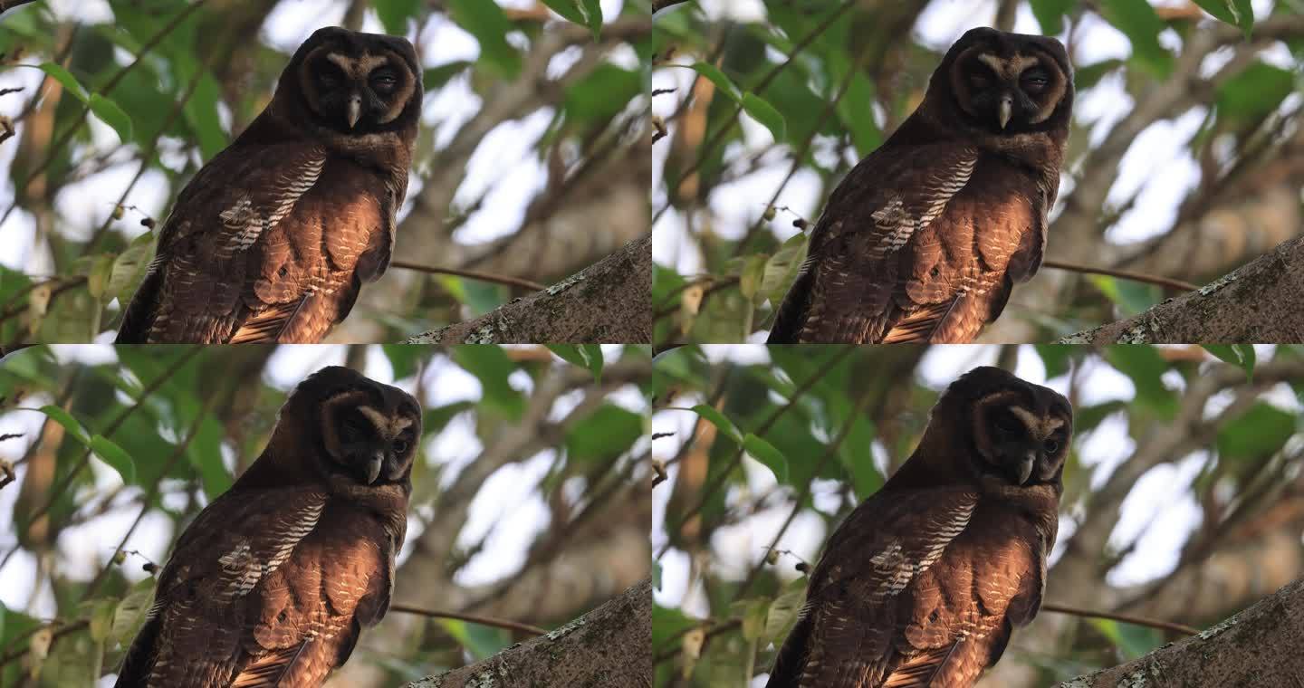 褐林鸮（猫头鹰）的特写镜头