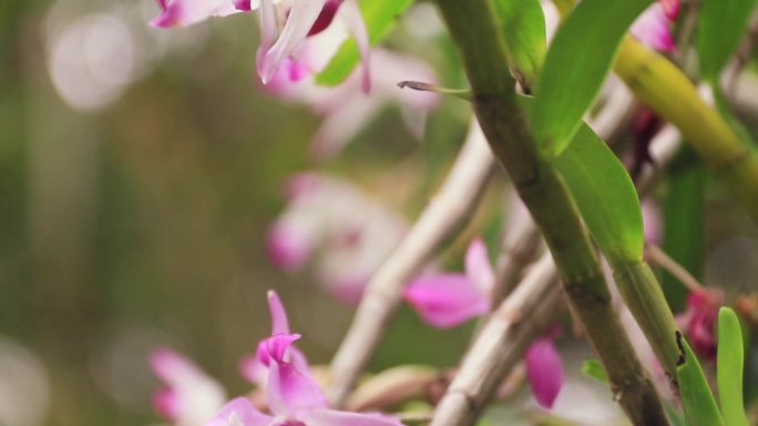 紫色色石斛兰花红兰花白兰花