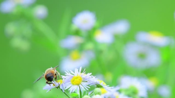 一只蜜蜂在大风天从白色雏菊Fleabane花中吮吸花粉