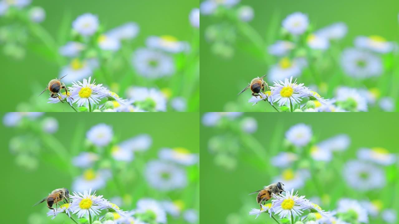 一只蜜蜂在大风天从白色雏菊Fleabane花中吮吸花粉