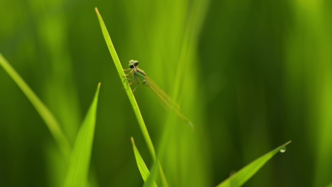 清晨绿草上漂亮的蜻蜓   4k50p