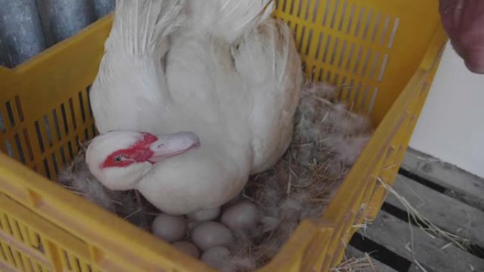 母鸡鸭保护自己的鸡蛋免受人类的影响。母舰，杜克斯保卫鸡蛋。保卫后代，鸡。慢动作