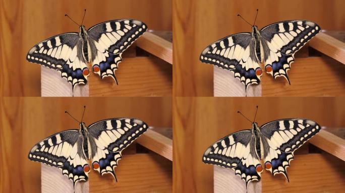 凤蝶 (Papilio machaon)，旧世界燕尾蝶张开翅膀坐在木头上