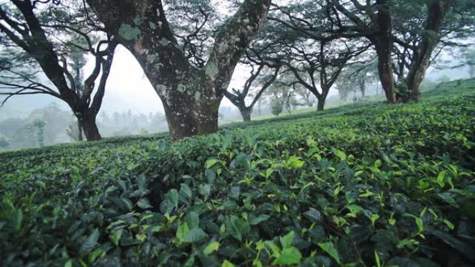 印度蒙纳的神奇绿色景观-全镜头