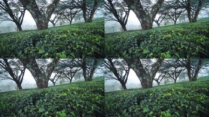 印度蒙纳的神奇绿色景观-全镜头