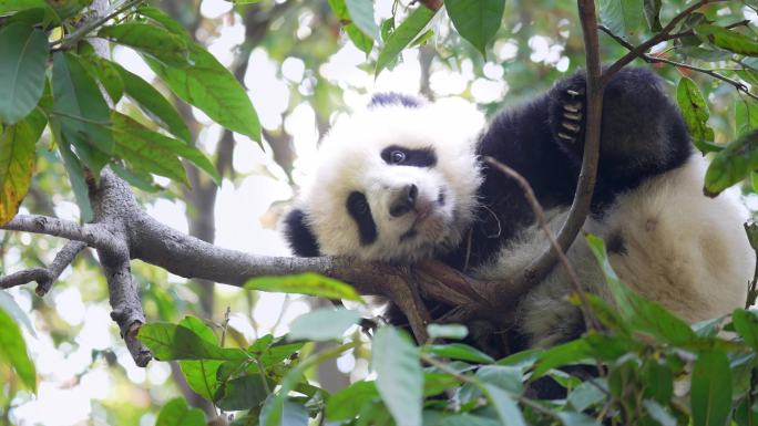 待在树上的熊猫宝宝