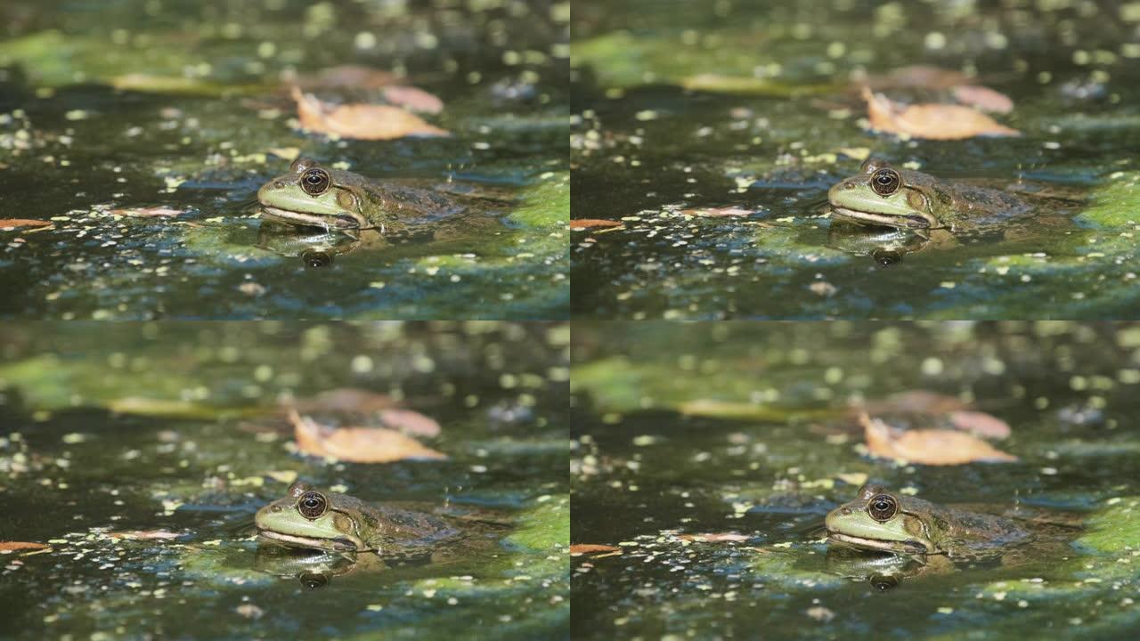 绿色青蛙坐在沼泽中