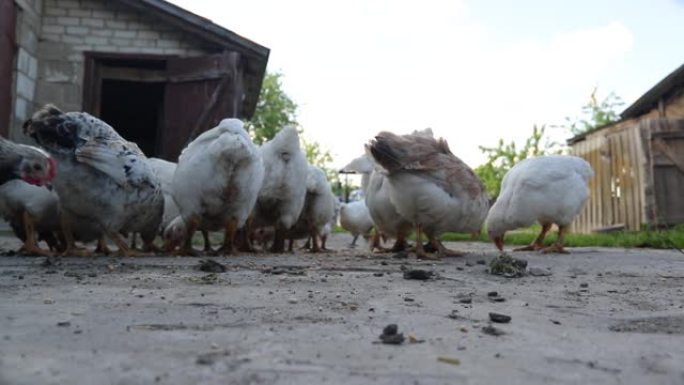在家禽农场的bar上自由放养的近距离鸡啄食饲料。