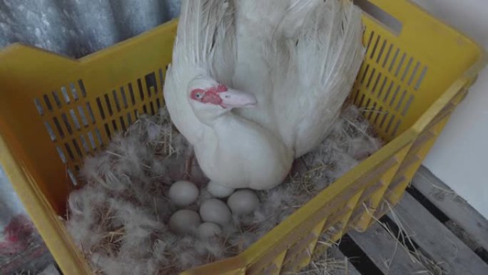 母鸡鸭保护自己的鸡蛋免受人类的影响。母舰，杜克斯保卫鸡蛋。保卫后代，小鸡