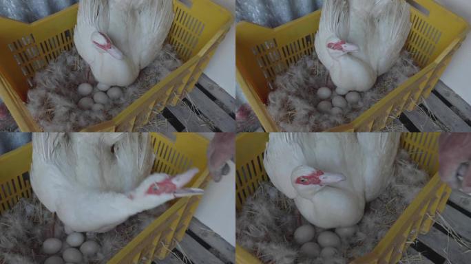 母鸡鸭保护自己的鸡蛋免受人类的影响。母舰，杜克斯保卫鸡蛋。保卫后代，小鸡