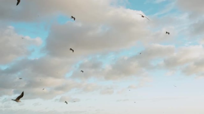 一群海鸥在多云的天空中翱翔
