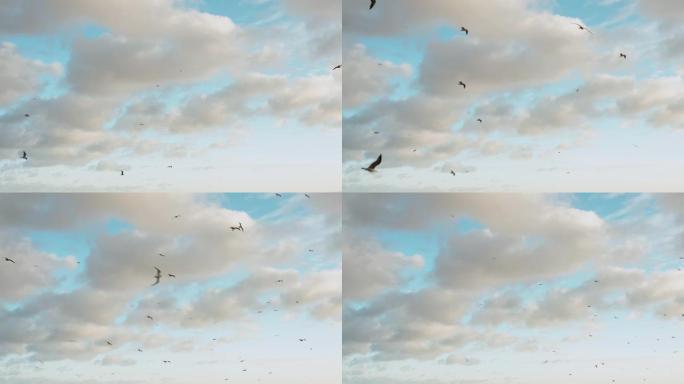 一群海鸥在多云的天空中翱翔